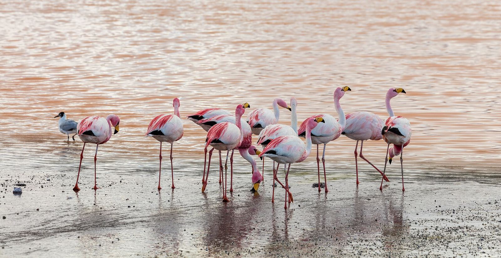 Laguna Colorada – Phoenicoparrus jamesi, Laguna Colorada, Bolivia, 2016-02-02, DD 105