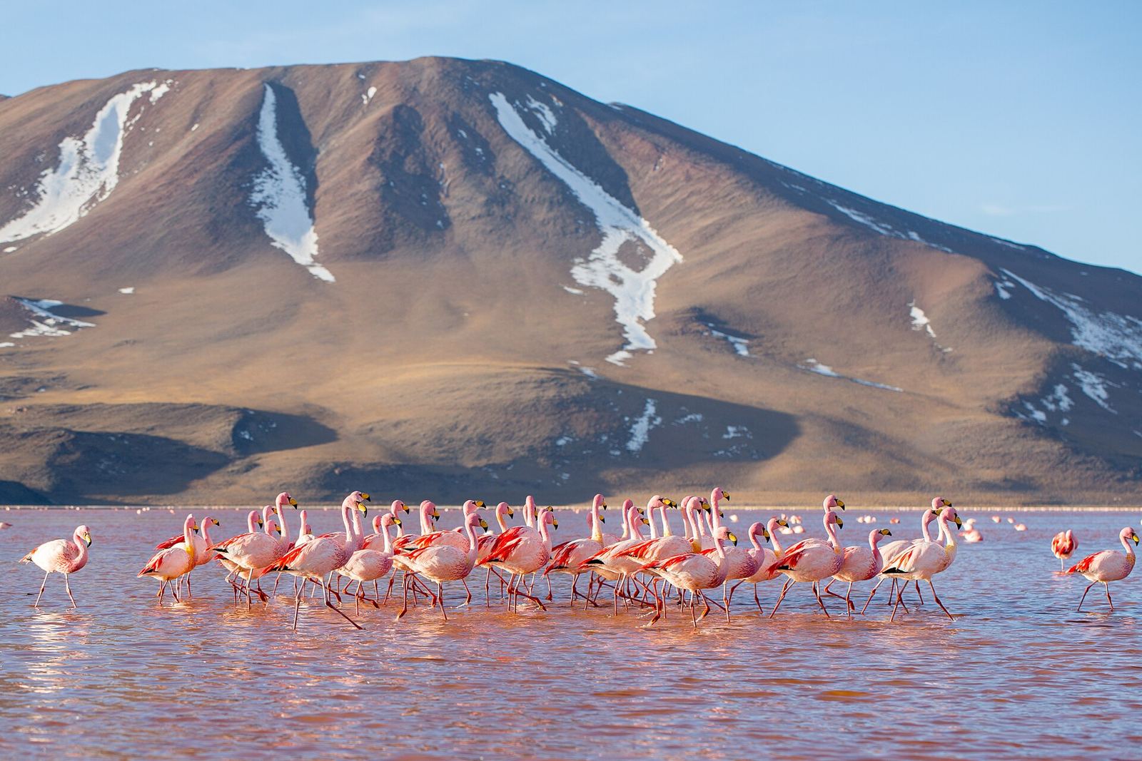 Laguna Colorada – James's Flamingoes in Laguna Colorada, Bolivia