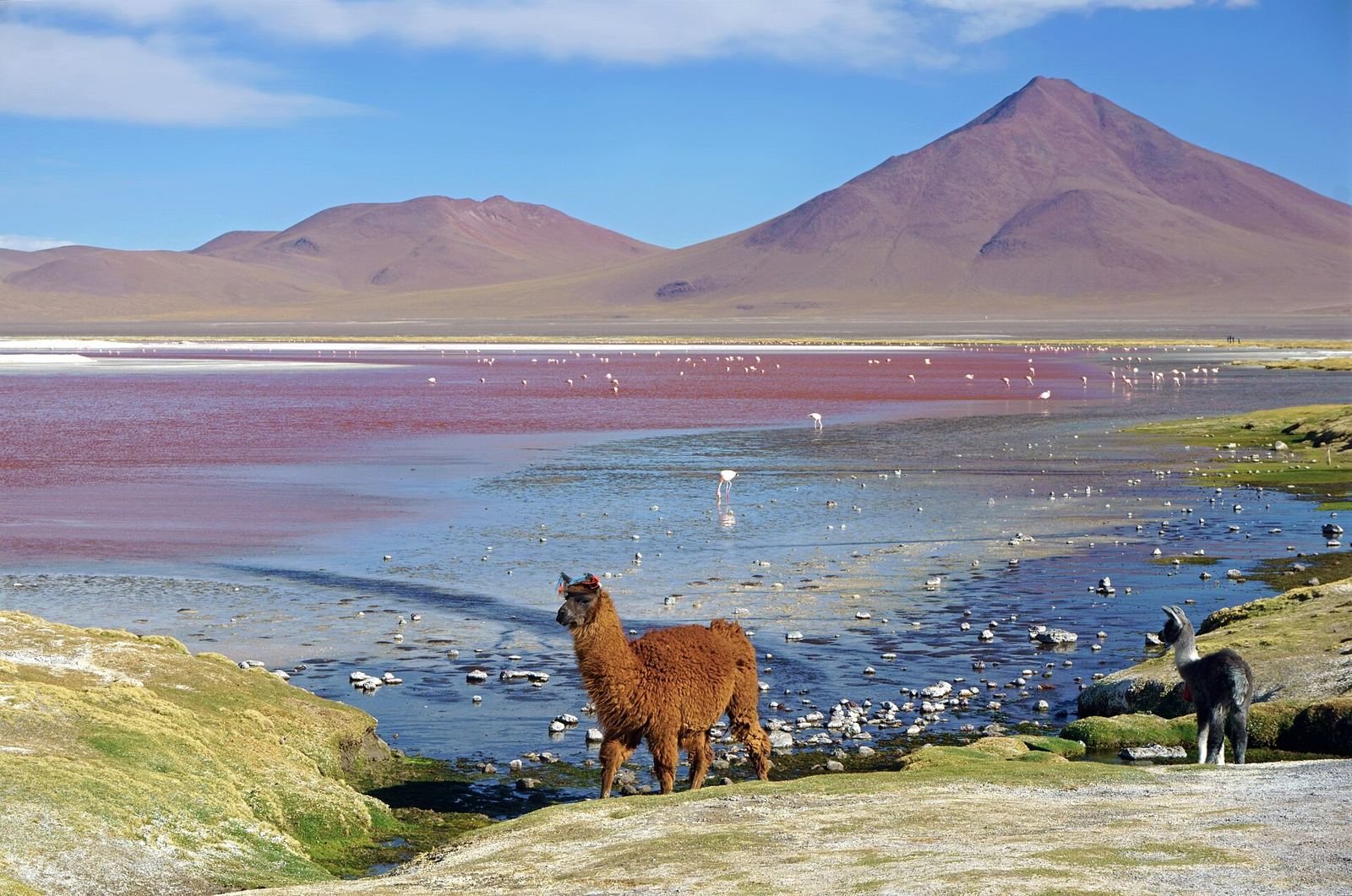 Laguna Colorada – Lama glama Laguna Colorada 1