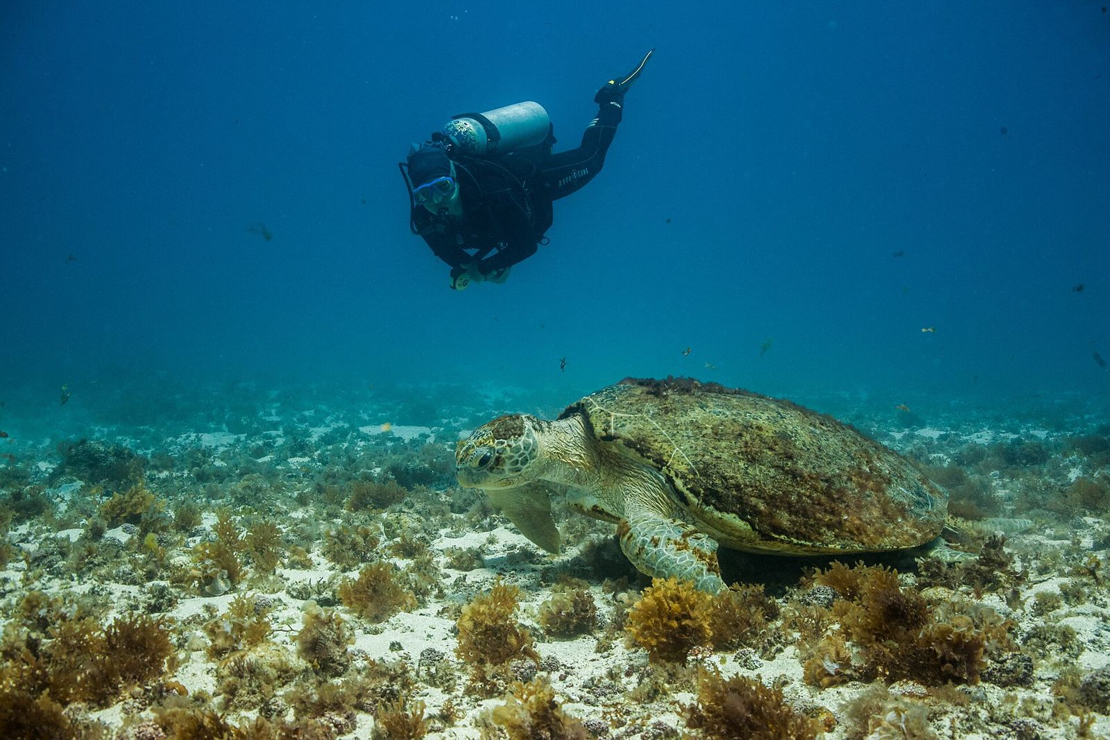 Fernando de Noronha – Parque Nacional Marinho de Fernando de Noronha - João Paulo Marques DAndretta 12