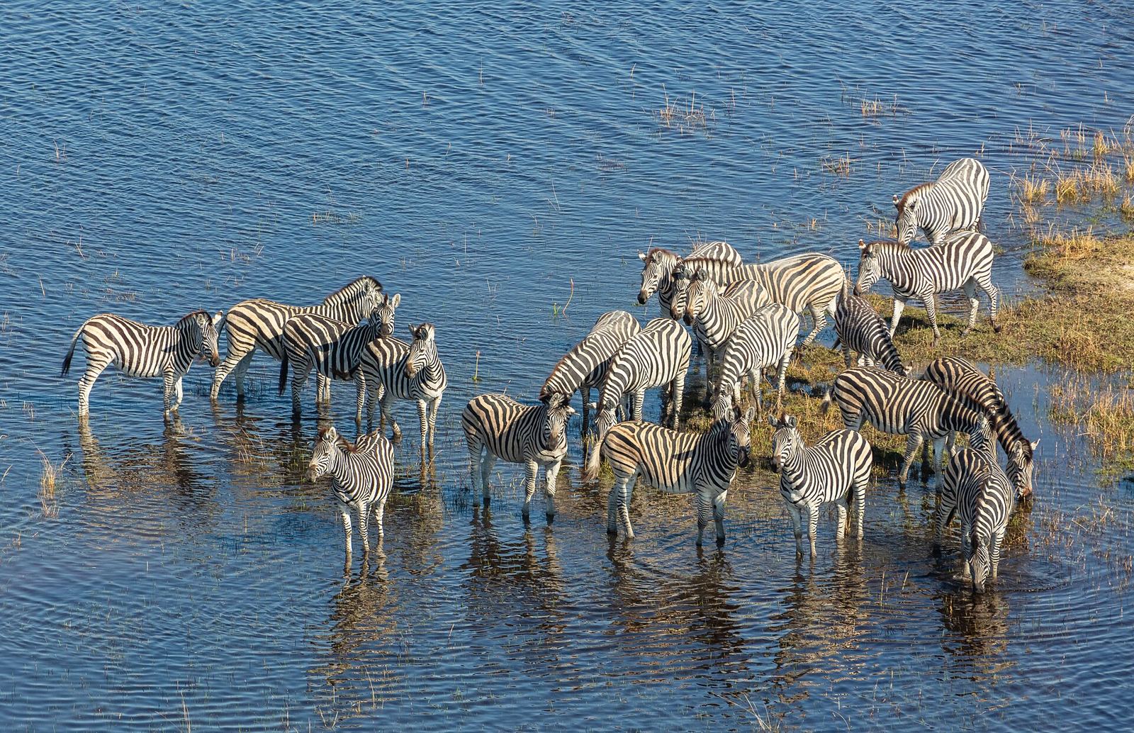 Okavango Delta – Cebras de Burchell (Equus quagga burchellii), vista aérea del delta del Okavango, Botsuana, 2018-08-01, DD 30