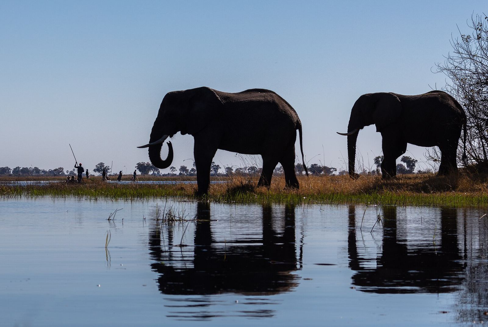 Okavango Delta – Elefantes africanos de sabana (Loxodonta africana), delta del Okavango, Botsuana, 2018-07-31, DD 03