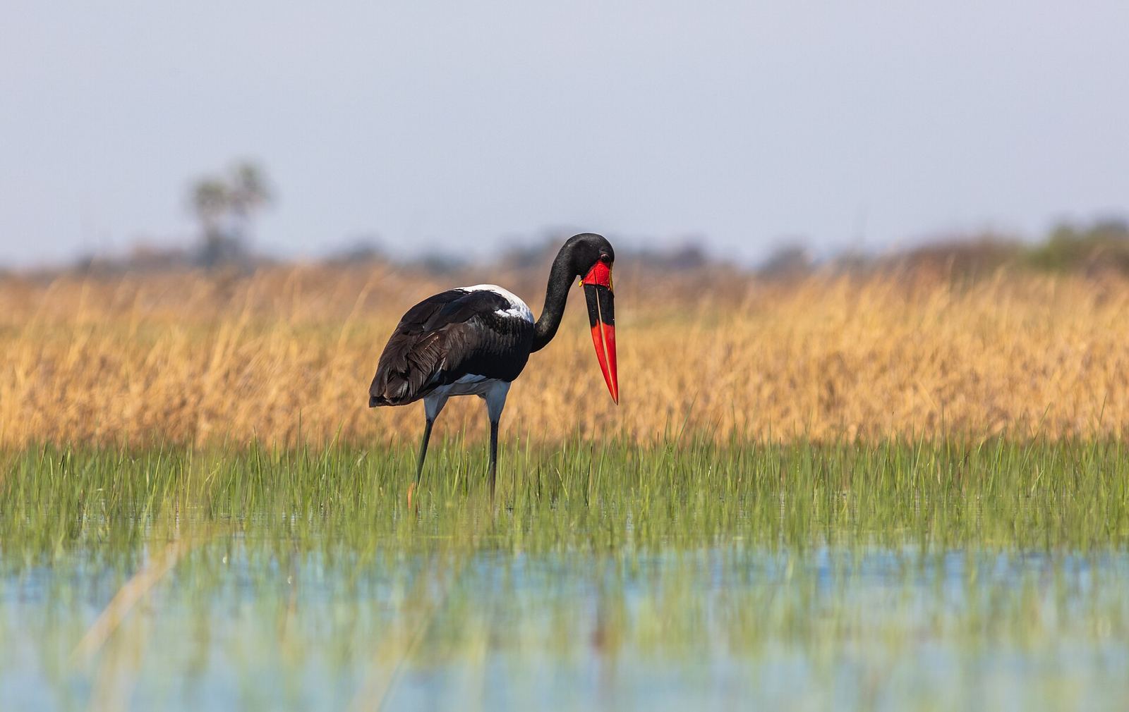 Okavango Delta – Jabirú africano (Ephippiorhynchus senegalensis), delta del Okavango, Botsuana, 2018-07-31, DD 12