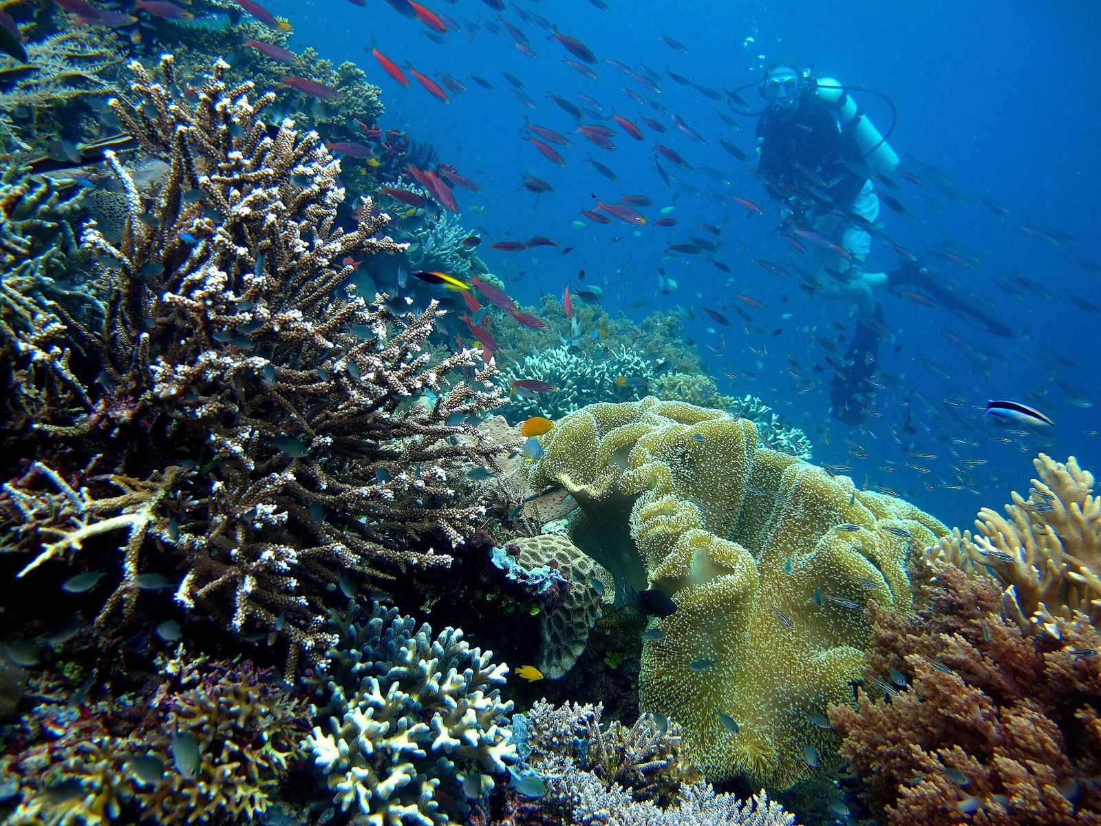 Raja Ampat – Pulau Piaynemo, Raja Ampat