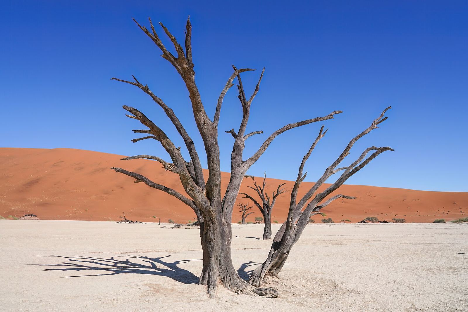 Sossusvlei & Deadvlei – 054c Dead camel thorn trees in Deadvlei Photo by Giles Laurent