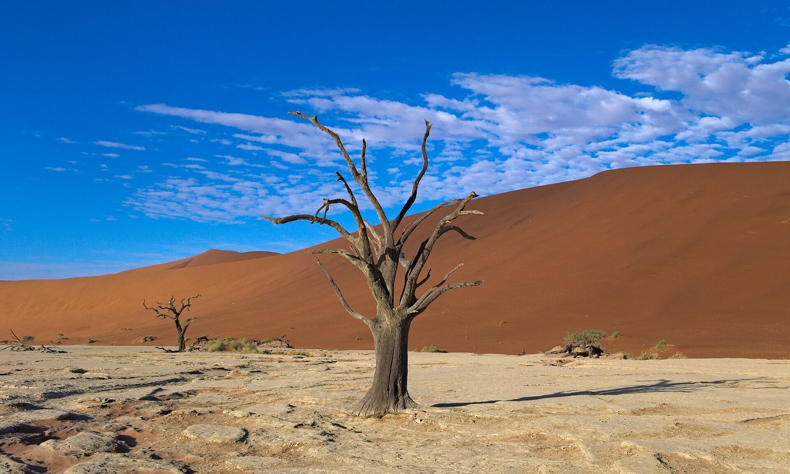 Sossusvlei & Deadvlei – Dead Vlei Tree central