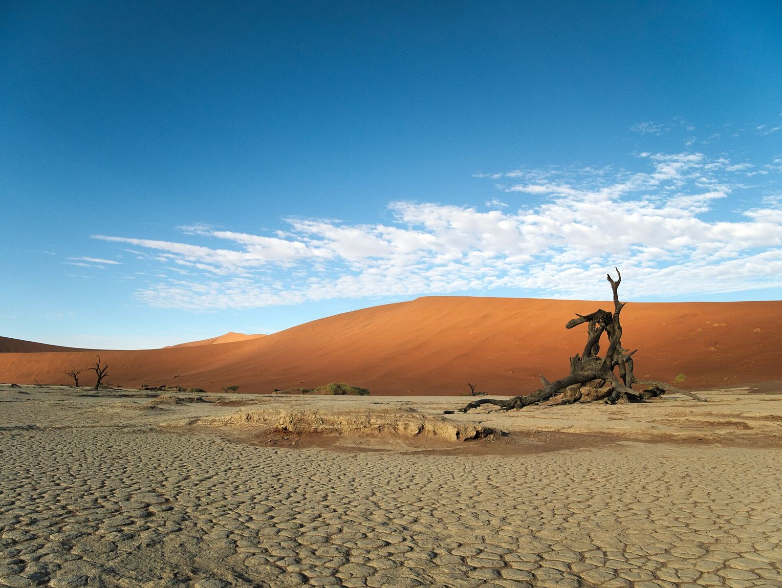 Sossusvlei & Deadvlei – Dead Vlei Clay and Wood