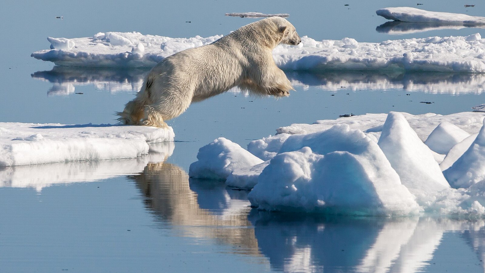 Svalbard – Polar bear (Ursus maritimus) in the drift ice region north of Svalbard